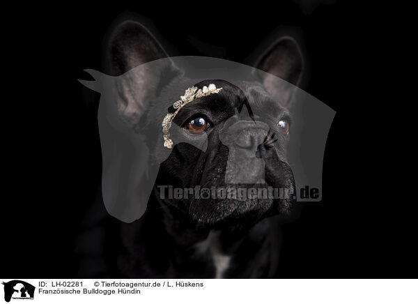 Franzsische Bulldogge Hndin / LH-02281