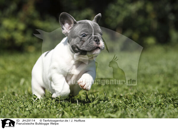 Franzsische Bulldogge Welpe / French Bulldog Puppy / JH-29114
