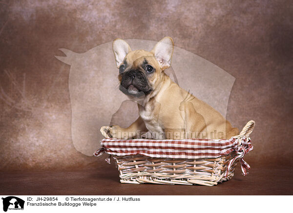Franzsische Bulldogge Welpe / French Bulldog Puppy / JH-29854