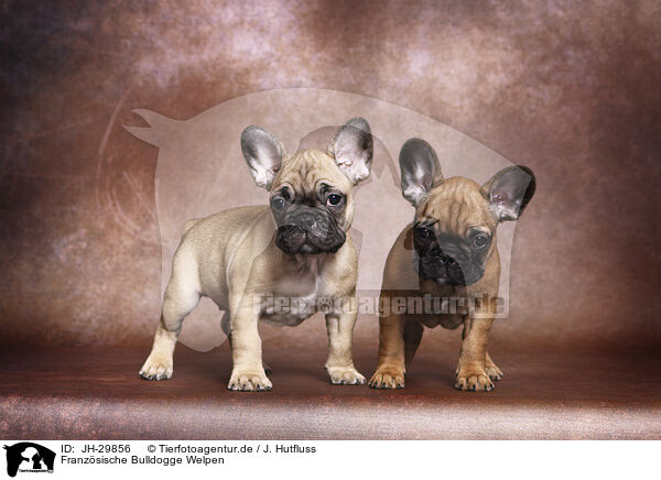 Franzsische Bulldogge Welpen / French Bulldog Puppys / JH-29856