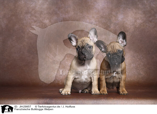 Franzsische Bulldogge Welpen / French Bulldog Puppys / JH-29857