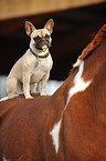 Franzsische Bulldogge sitzt auf Pferd