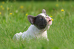 Franzsische Bulldogge Welpe schnuppert an Blume