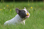 Franzsische Bulldogge Welpe schnuppert an Blume