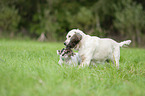 Golden Retriever und Franzsische Bulldogge
