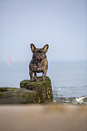 Franzsische Bulldogge an der Ostsee