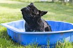 Franzsische Bulldogge im Pool
