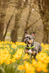 Franzsische Bulldogge