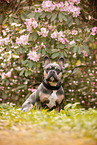 Franzsische Bulldogge