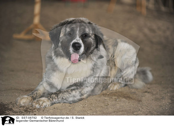 liegender Germanischer Brenhund / lying dog / SST-08792