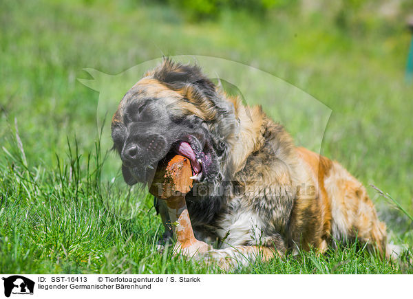 liegender Germanischer Brenhund / lying Germanic Bear Dog / SST-16413
