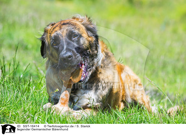 liegender Germanischer Brenhund / lying Germanic Bear Dog / SST-16414