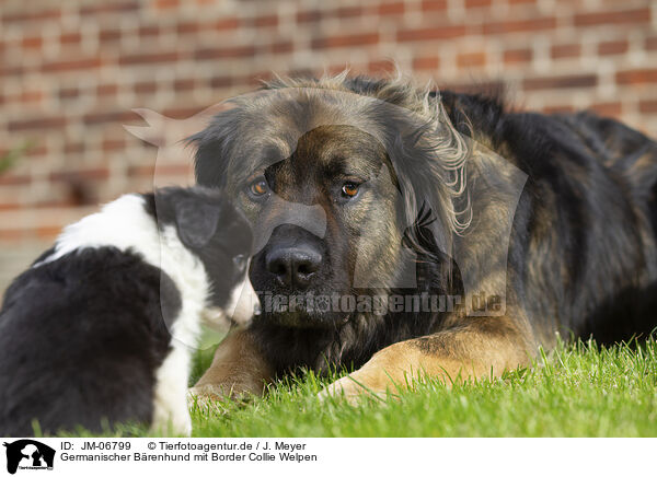 Germanischer Brenhund mit Border Collie Welpen / Germanic bear dog with border collie puppy / JM-06799