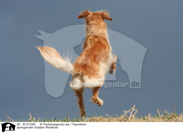 springender Golden Retriever / jumping Golden Retriever / IF-01346