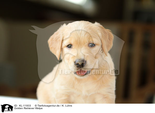 Golden Retriever Welpe / Golden Retriever Puppy / KL-11933