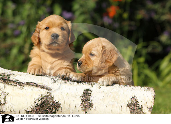 Golden Retriever Welpen / Golden Retriever Puppies / KL-11938