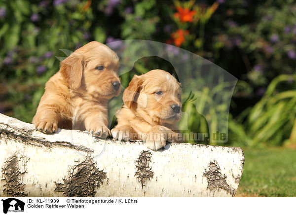 Golden Retriever Welpen / Golden Retriever Puppies / KL-11939