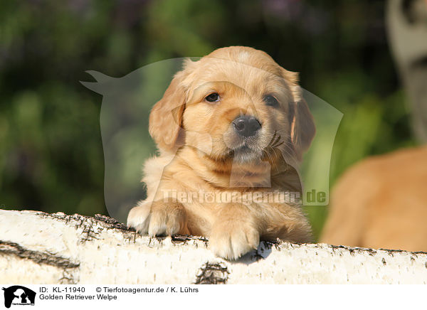 Golden Retriever Welpe / Golden Retriever Puppy / KL-11940