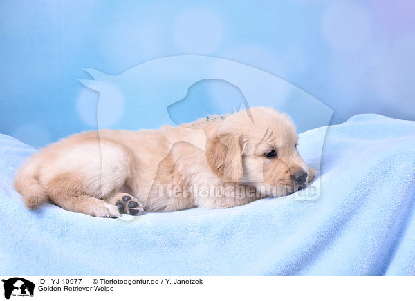 Golden Retriever Welpe / Golden Retriever Puppy / YJ-10977