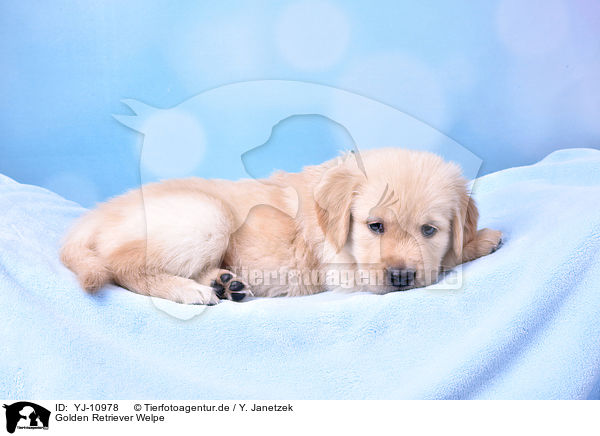 Golden Retriever Welpe / Golden Retriever Puppy / YJ-10978