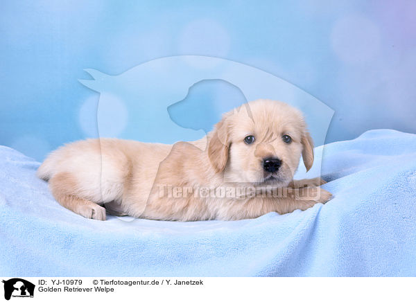 Golden Retriever Welpe / Golden Retriever Puppy / YJ-10979