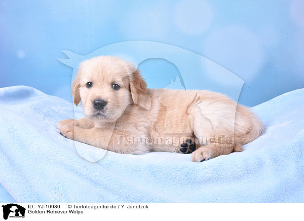 Golden Retriever Welpe / Golden Retriever Puppy / YJ-10980