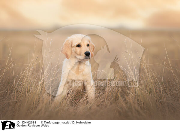 Golden Retriever Welpe / Golden Retriever Puppy / DH-02688