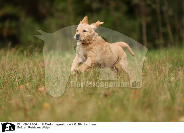 Golden Retriever Welpe / Golden Retriever Puppy / KB-12864