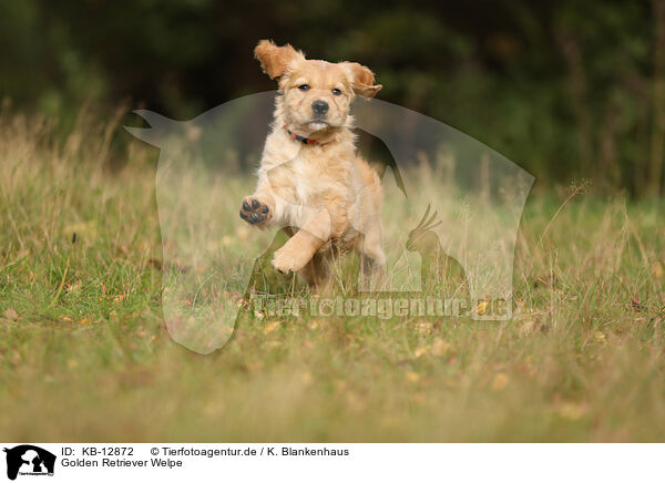 Golden Retriever Welpe / Golden Retriever Puppy / KB-12872