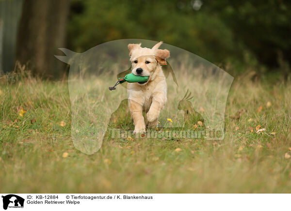 Golden Retriever Welpe / Golden Retriever Puppy / KB-12884