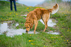 trinkender Golden Retriever