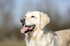 Golden Retriever Portrait