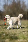 spielender Golden Retriever