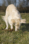 buddelnder Golden Retriever