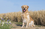 sitzender Golden Retriever