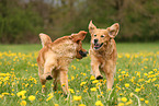 2 Golden Retriever