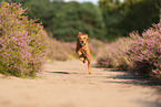 junger Golden Retriever