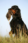 Gordon Setter apportiert Rebhuhn