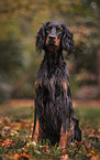 Gordon Setter