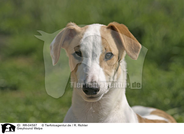Greyhound Welpe / RR-04587