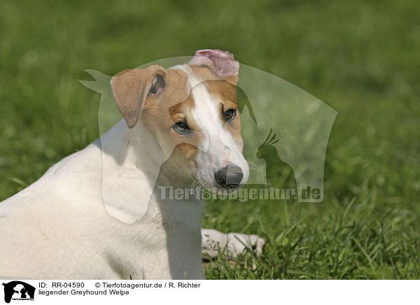 liegender Greyhound Welpe / RR-04590