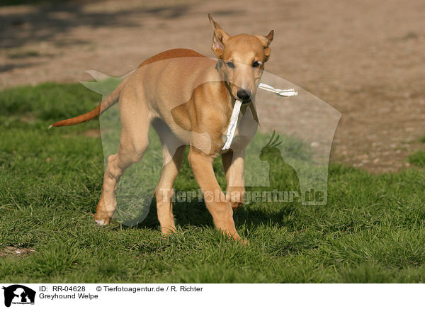 Greyhound Welpe / Puppy / RR-04628