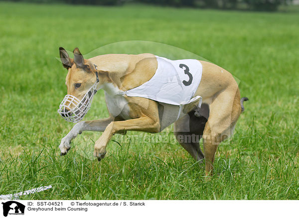 Greyhound beim Coursing / SST-04521