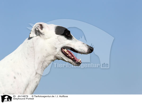 Greyhound Portrait / JH-14879