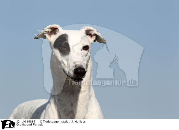 Greyhound Portrait / JH-14887