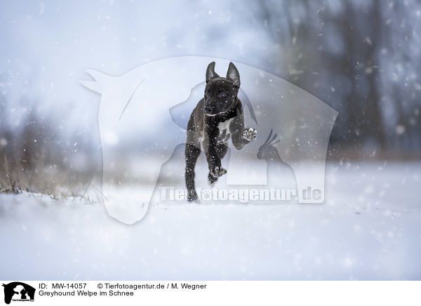 Greyhound Welpe im Schnee / MW-14057