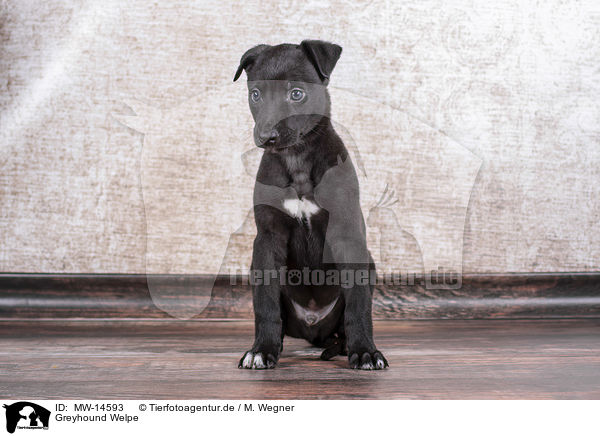 Greyhound Welpe / MW-14593