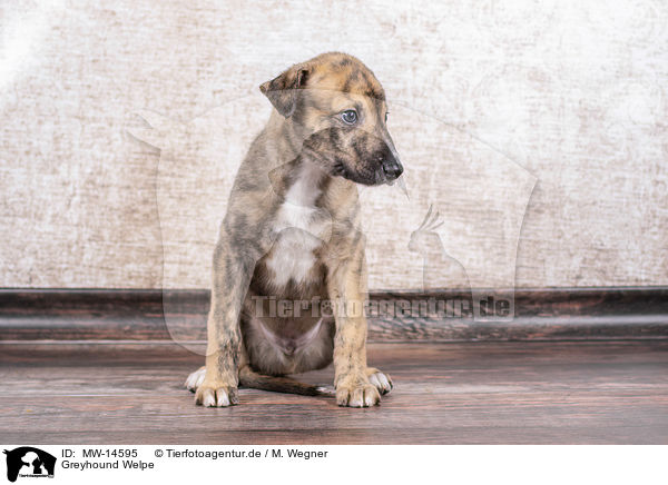 Greyhound Welpe / MW-14595