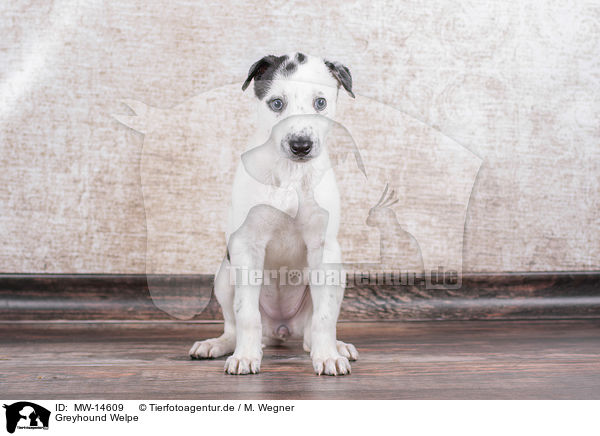 Greyhound Welpe / MW-14609