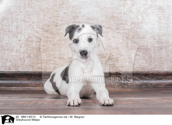 Greyhound Welpe / MW-14610